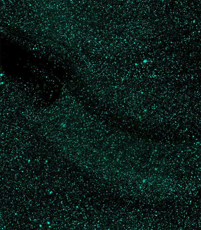 303_mermaid_green_texture_image